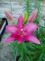 [1641 Pirandello No01.JPG]